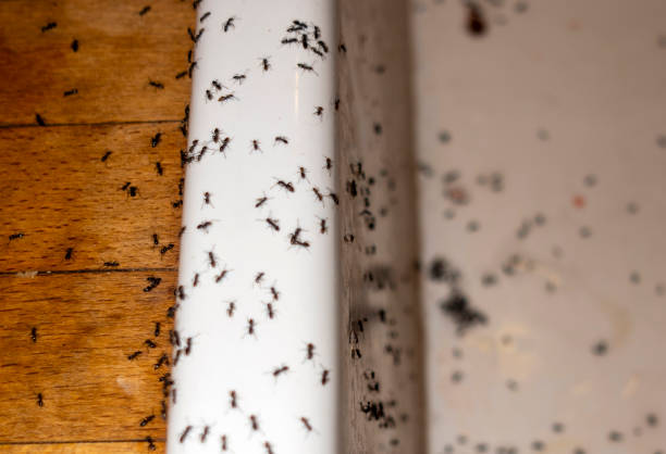 Best Wildlife Control Services  in Newstle, CA
